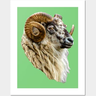 Magnificent Boreray Ram Posters and Art